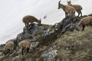 Un sondage auprès des chasseurs valaisans révèle leur souhait d'une refonte du système actuel de régulation du bouquetin (archives).